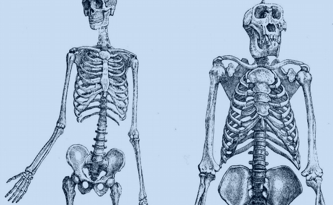 ramas de la antropología