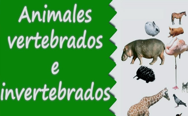 fotos de animales vertebrados