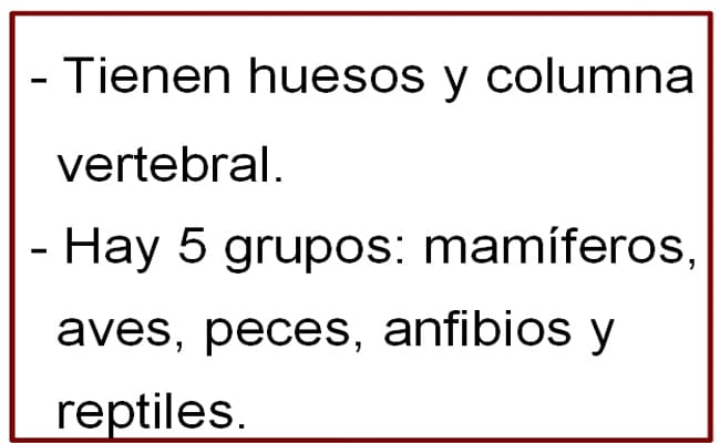 clasificación de animales vertebrados