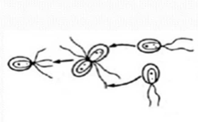 diferencia entre isogamia y anisogamia