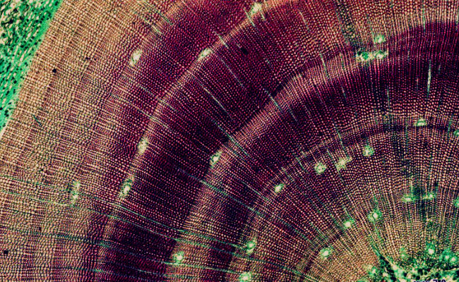 meristemos primarios y secundarios