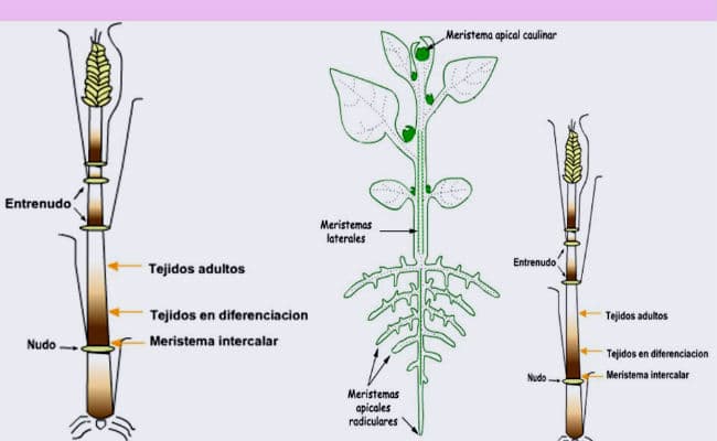 Explorando el Meristema Axilar: Desarrollo de la Plantación_2 Meristema axilar_2