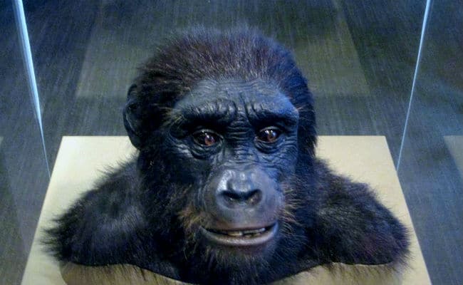 Sahelanthropus tchadensism